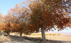 پاییز خشکتر از تابستان/ بارشها در تهران به کمتر از یک میلیمتر رسید